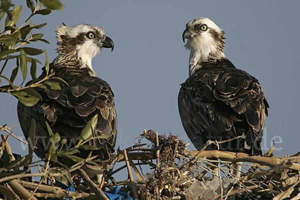 Fischadler (Pandion haliaetus)