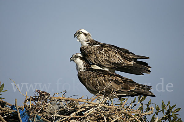 Fischadler (Pandion haliaetus)