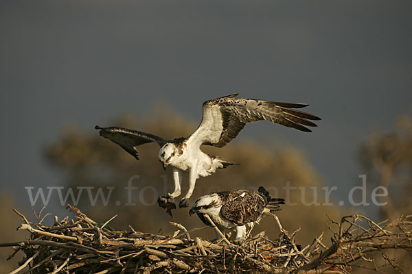 Fischadler (Pandion haliaetus)