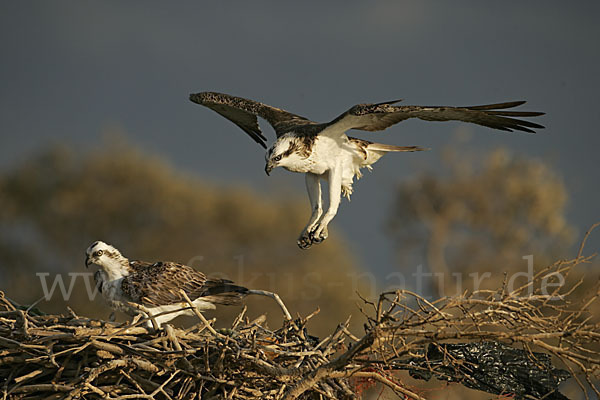 Fischadler (Pandion haliaetus)