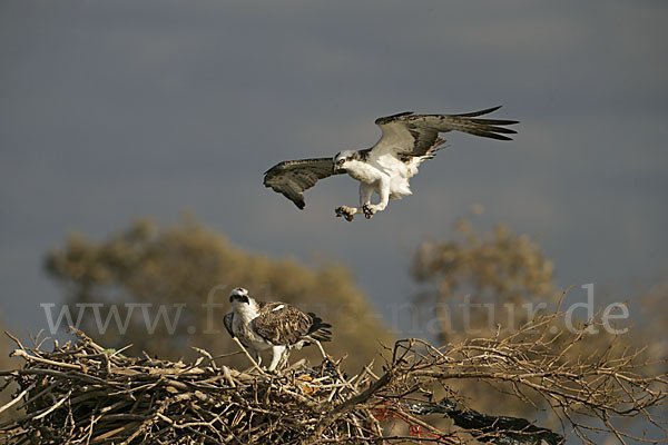 Fischadler (Pandion haliaetus)