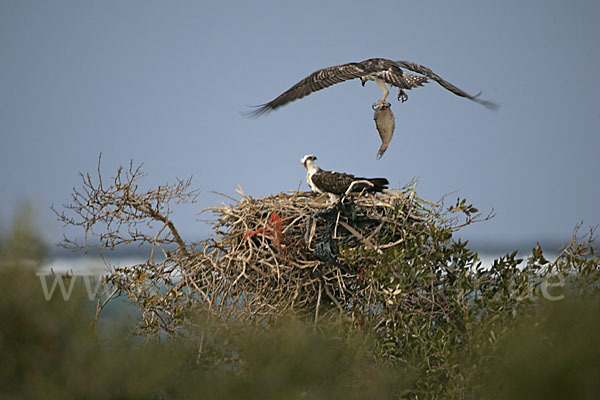 Fischadler (Pandion haliaetus)