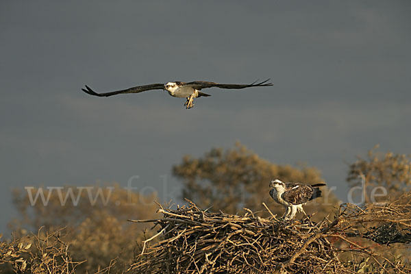 Fischadler (Pandion haliaetus)