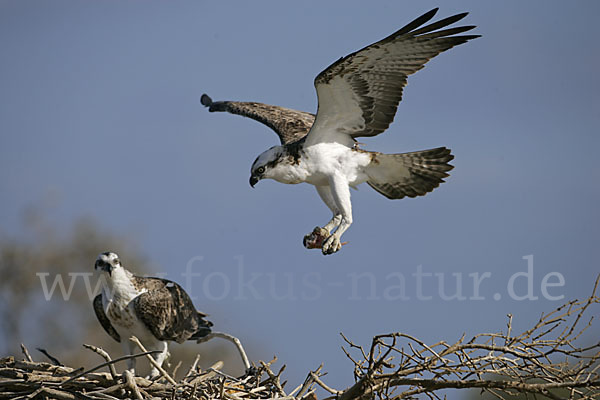 Fischadler (Pandion haliaetus)