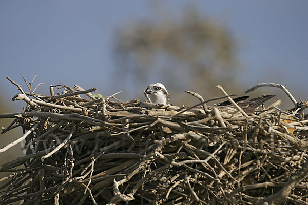 Fischadler (Pandion haliaetus)