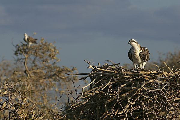 Fischadler (Pandion haliaetus)