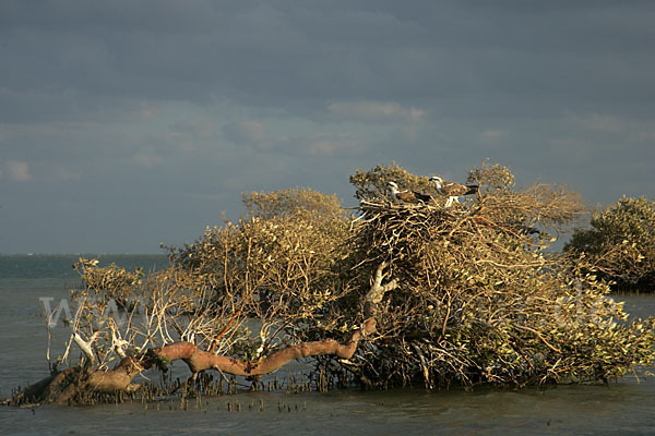 Fischadler (Pandion haliaetus)