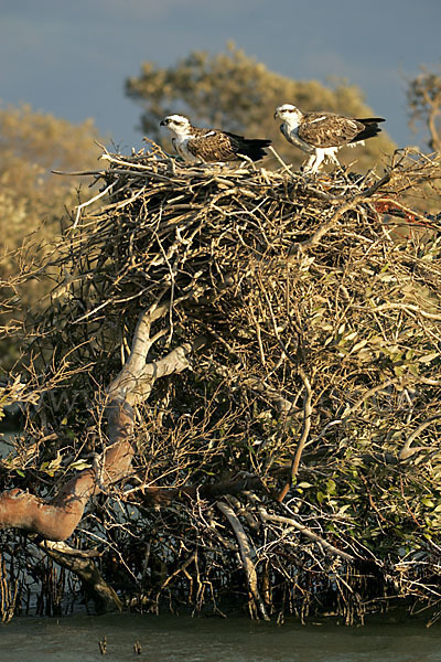 Fischadler (Pandion haliaetus)