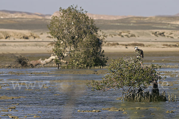 Fischadler (Pandion haliaetus)