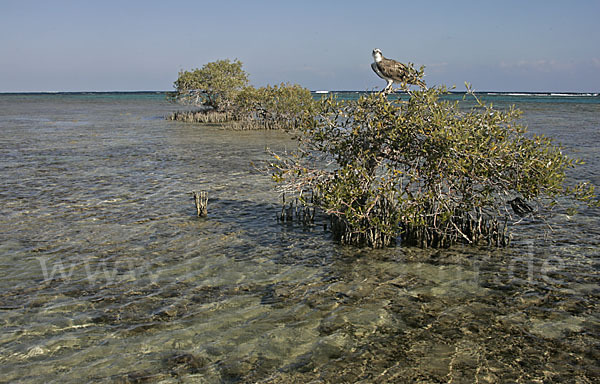 Fischadler (Pandion haliaetus)