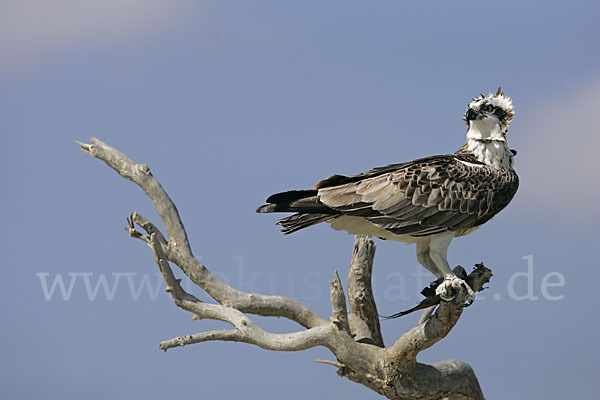 Fischadler (Pandion haliaetus)