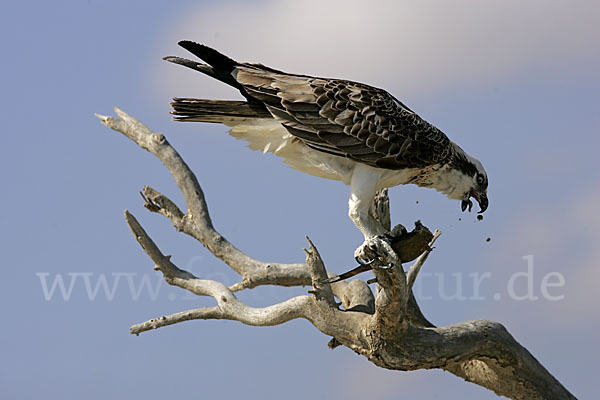 Fischadler (Pandion haliaetus)