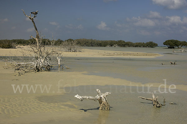 Fischadler (Pandion haliaetus)