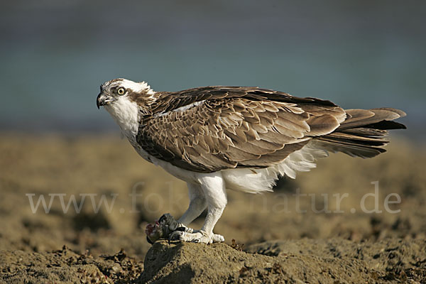 Fischadler (Pandion haliaetus)