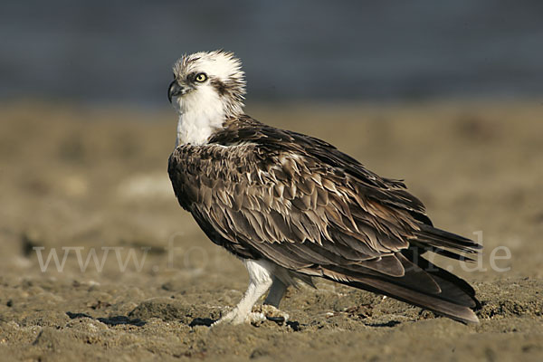 Fischadler (Pandion haliaetus)