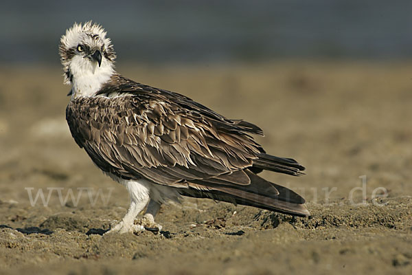 Fischadler (Pandion haliaetus)