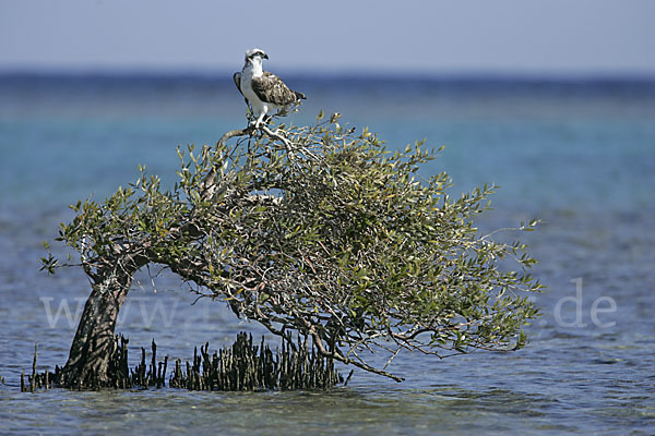 Fischadler (Pandion haliaetus)