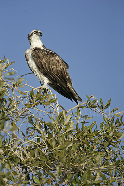 Fischadler (Pandion haliaetus)