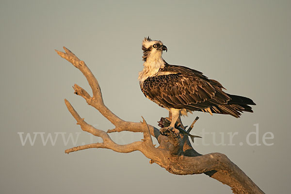 Fischadler (Pandion haliaetus)