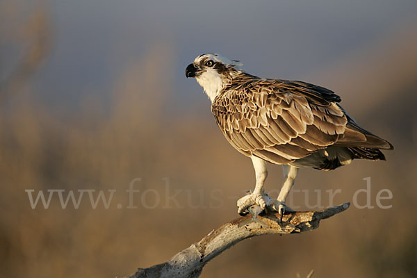 Fischadler (Pandion haliaetus)