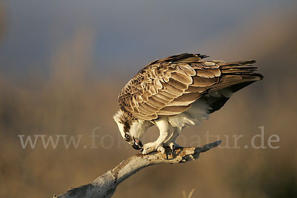 Fischadler (Pandion haliaetus)