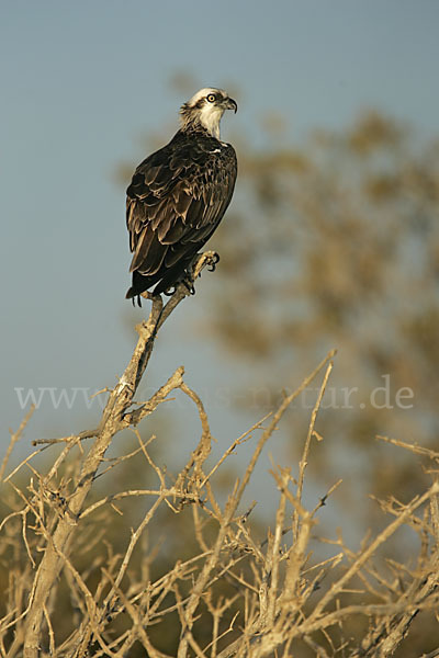 Fischadler (Pandion haliaetus)