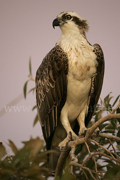 Fischadler (Pandion haliaetus)