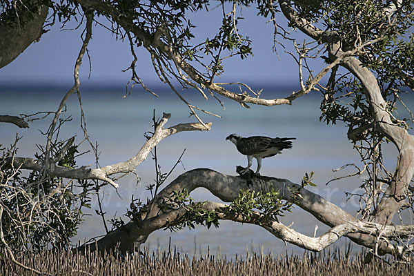 Fischadler (Pandion haliaetus)