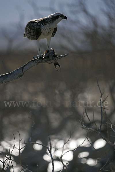 Fischadler (Pandion haliaetus)