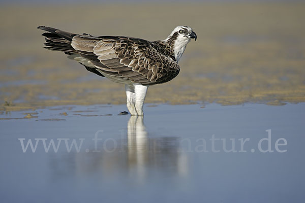 Fischadler (Pandion haliaetus)