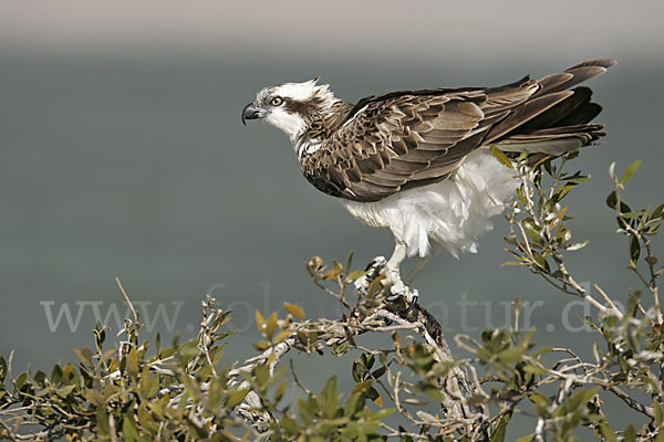 Fischadler (Pandion haliaetus)