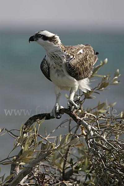 Fischadler (Pandion haliaetus)