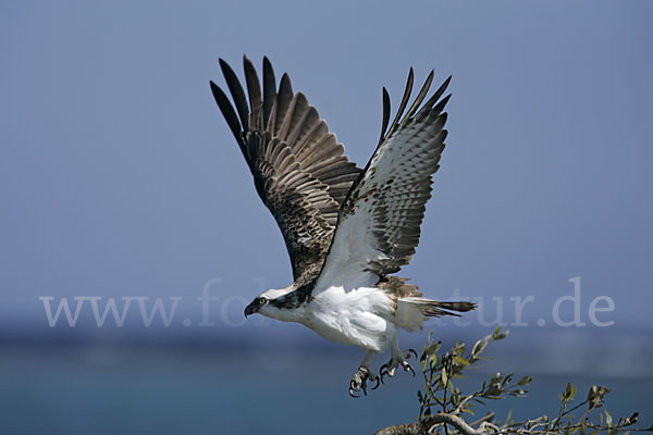 Fischadler (Pandion haliaetus)