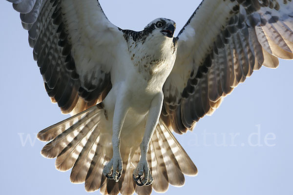 Fischadler (Pandion haliaetus)