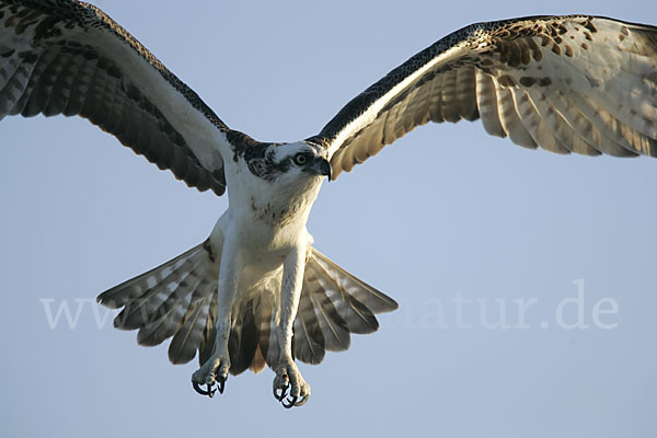 Fischadler (Pandion haliaetus)