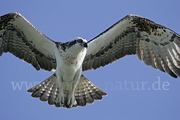 Fischadler (Pandion haliaetus)