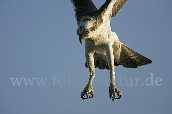 Fischadler (Pandion haliaetus)