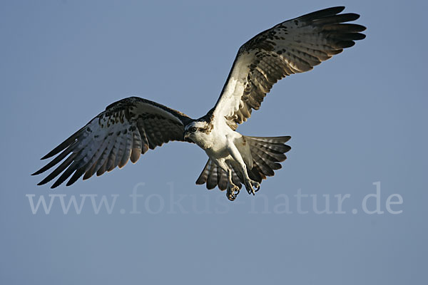 Fischadler (Pandion haliaetus)