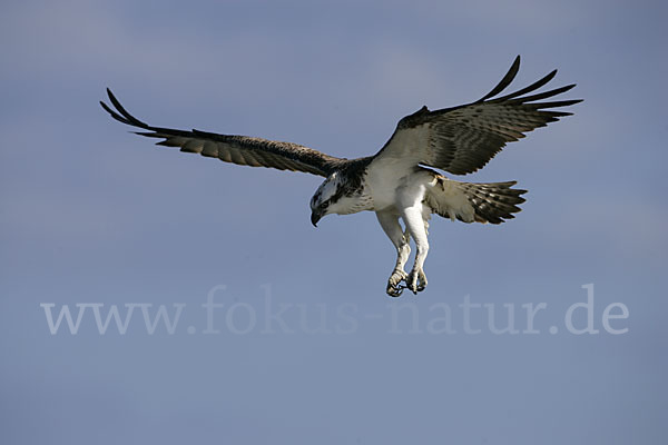 Fischadler (Pandion haliaetus)