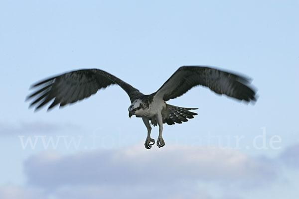 Fischadler (Pandion haliaetus)