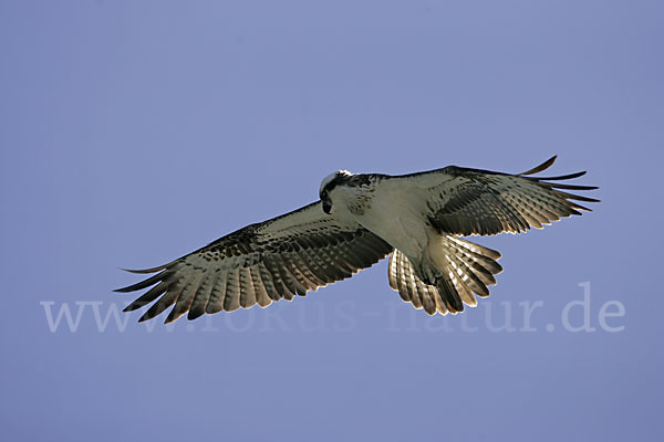 Fischadler (Pandion haliaetus)