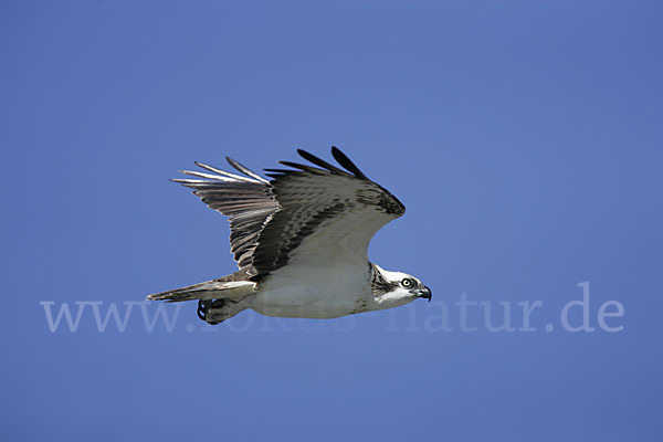 Fischadler (Pandion haliaetus)