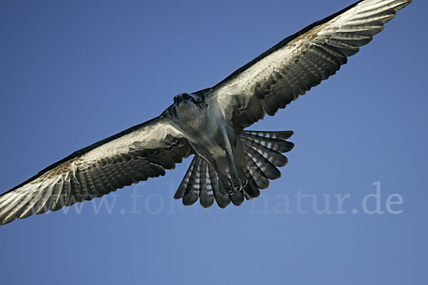 Fischadler (Pandion haliaetus)