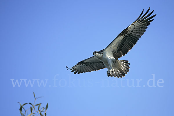 Fischadler (Pandion haliaetus)