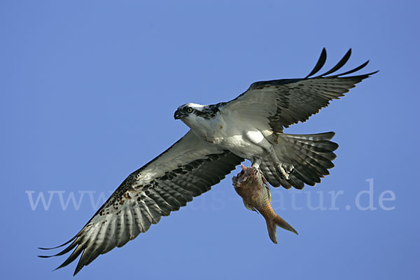 Fischadler (Pandion haliaetus)