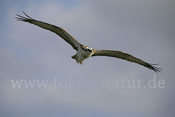 Fischadler (Pandion haliaetus)