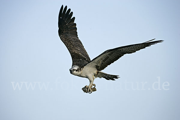 Fischadler (Pandion haliaetus)