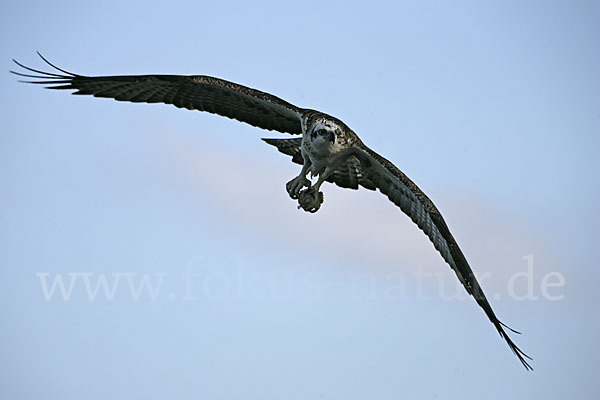 Fischadler (Pandion haliaetus)