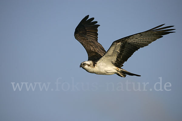 Fischadler (Pandion haliaetus)