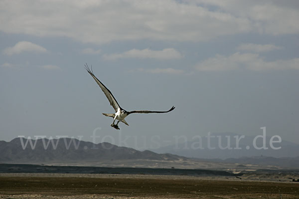 Fischadler (Pandion haliaetus)